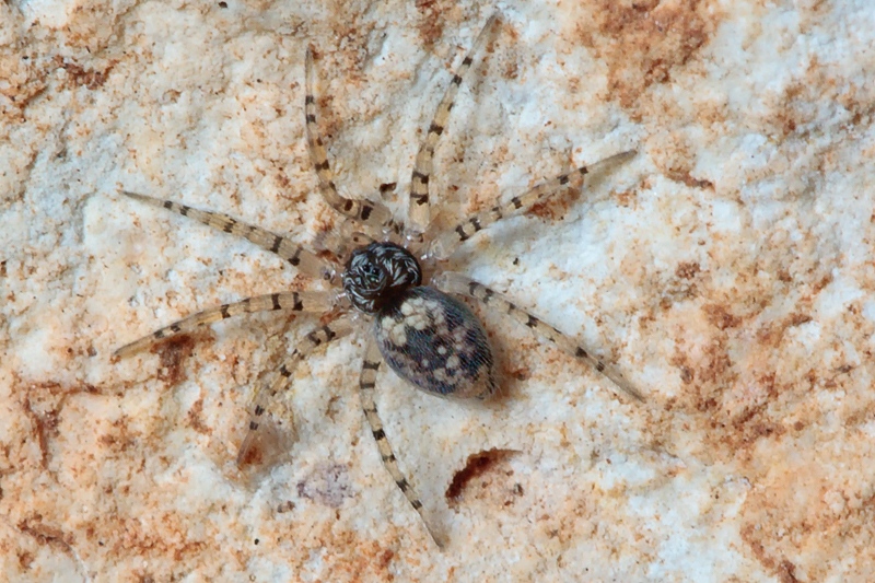 Oecobius maculatus - Malta